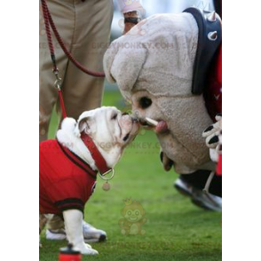 Harmaa Bulldog-koiran BIGGYMONKEY™ maskottiasu - Biggymonkey.com