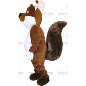 Sehr süßes und rundliches braunes und weißes Eichhörnchen