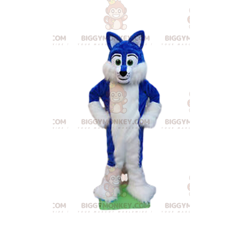 Sinivalkoinen koiran BIGGYMONKEY™ maskottiasu, karvainen koiran Sinivalkoinen koiran BIGGYMONKEY™ maskottiasu, karvainen koiran
