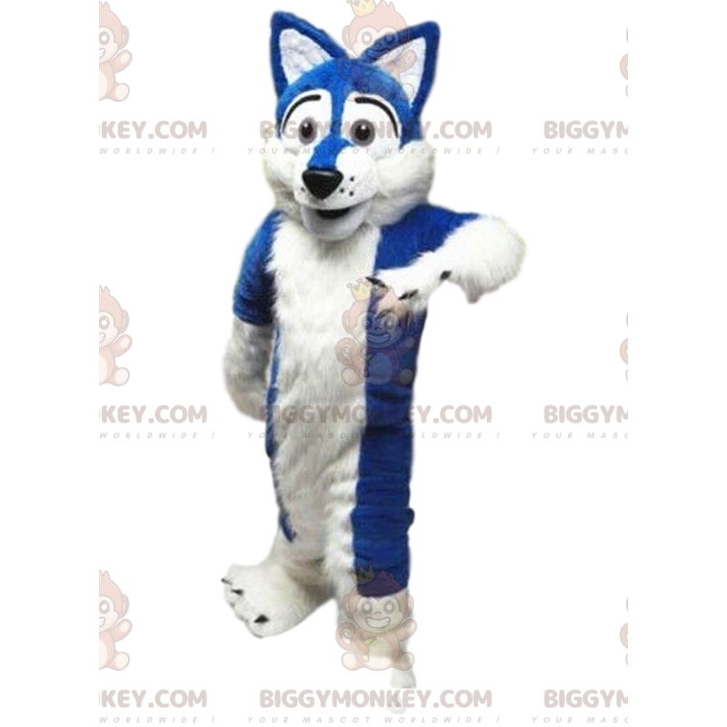White and blue dog costume, soft and captivating -