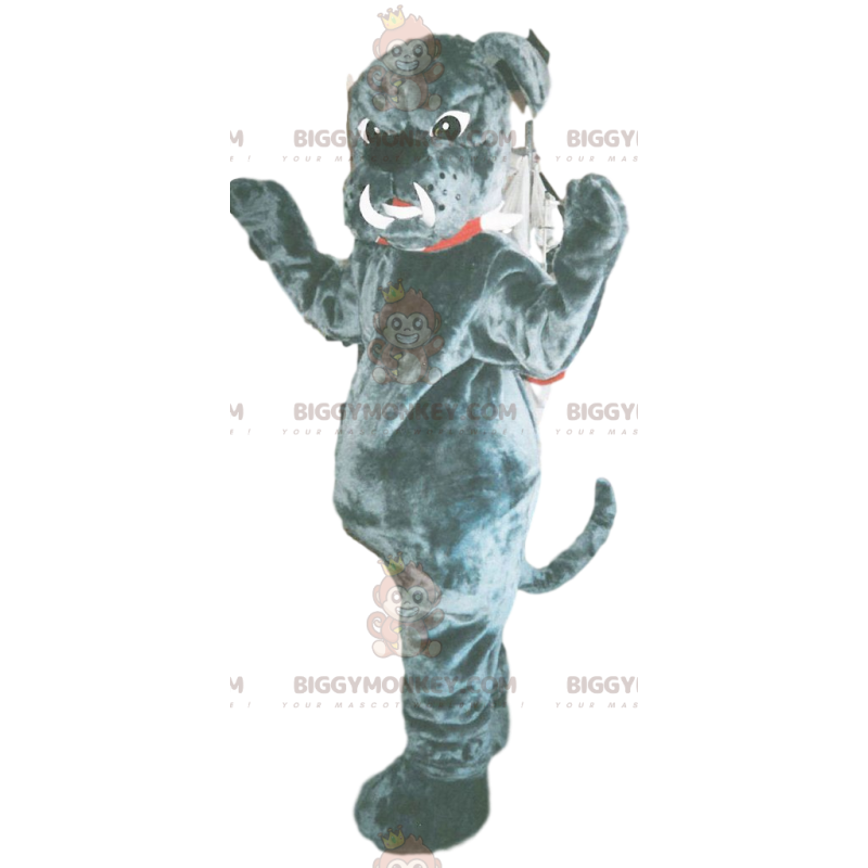 Costume de mascotte BIGGYMONKEY™ de bull-dog gris avec des Costume de mascotte BIGGYMONKEY™ de bull-dog gris avec des