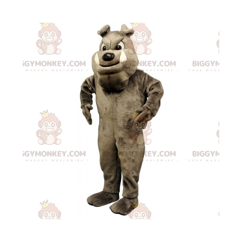 Koiran BIGGYMONKEY™ maskottiasu - harmaa englantilaisbulldoggi Koiran BIGGYMONKEY™ maskottiasu - harmaa englantilaisbulldoggi