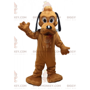 Disneyn kuuluisa oranssi koira Pluto BIGGYMONKEY™ maskottiasu -