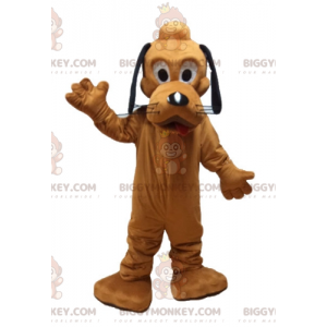 Kostým maskota Disneyho slavný oranžový pes Pluto BIGGYMONKEY™